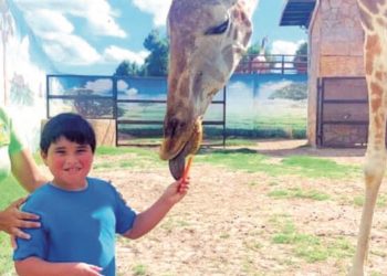 NACIÓ EN NUEVO LAREDO EN 2009 Muere “Lolita”, la jirafa más longeva