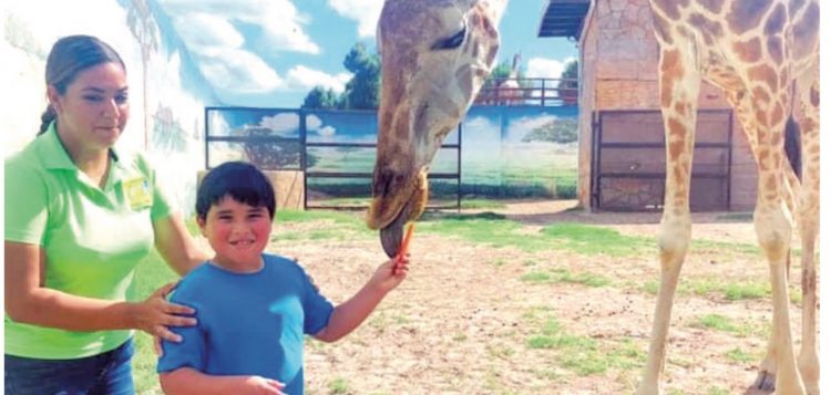 NACIÓ EN NUEVO LAREDO EN 2009 Muere “Lolita”, la jirafa más longeva