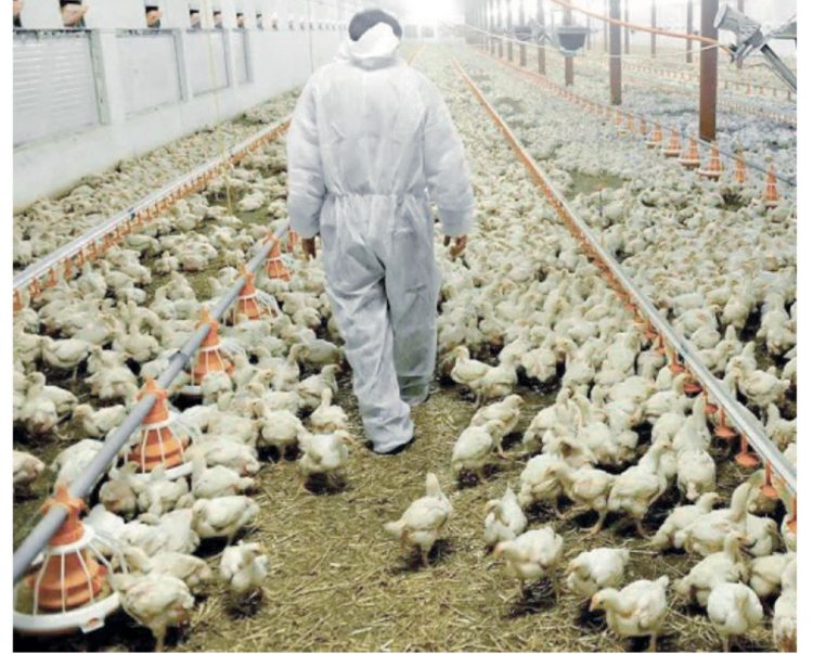 Blindan a Tamaulipas contra la gripe aviar