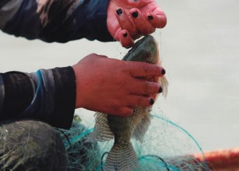 Mexicanos pescaban ilegalmente tiburones y huachinangos