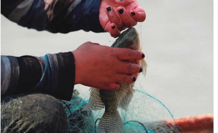 Mexicanos pescaban ilegalmente tiburones y huachinangos