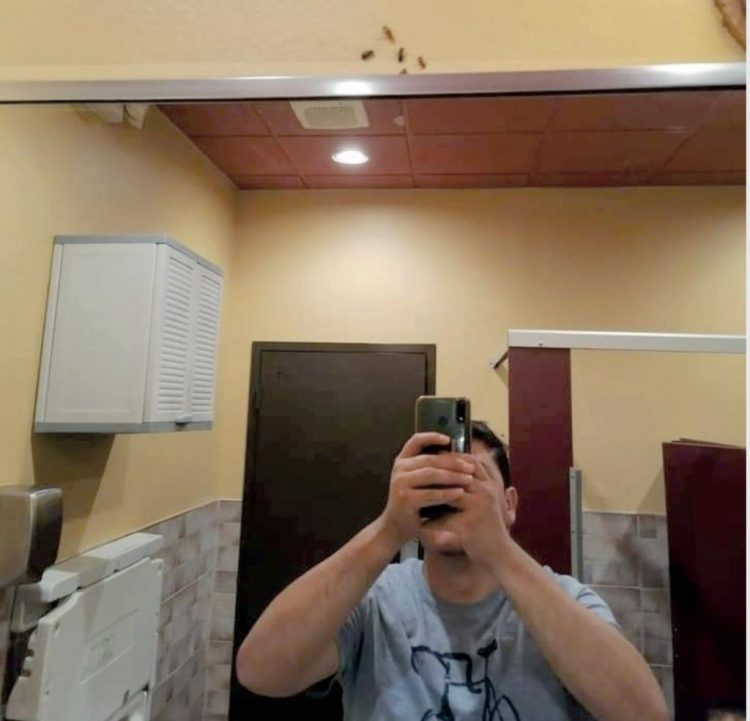 Exhiben cucarachas en restaurante Lin’s