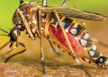 Reporta Salud un caso positivo de dengue en Ciudad Madero