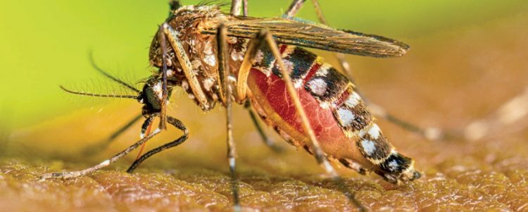 Reporta Salud un caso positivo de dengue en Ciudad Madero