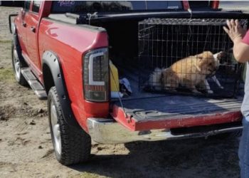 Multan a ciudadanos por maltrato animal