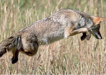 Desde el aire previenen la rabia de coyotes y zorros