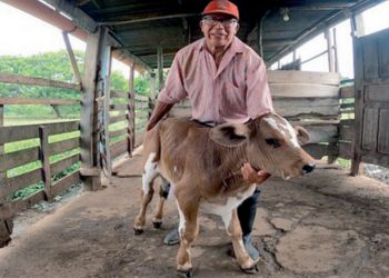 Hasta 2.14 dólares por libra se paga el ganado mexicano