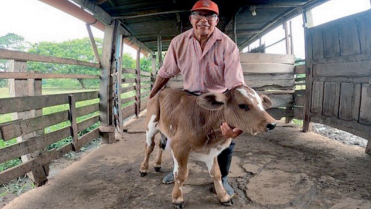 Hasta 2.14 dólares por libra se paga el ganado mexicano