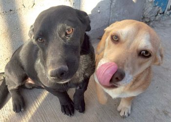 Rescatan 15 mascotas para dar en adopción