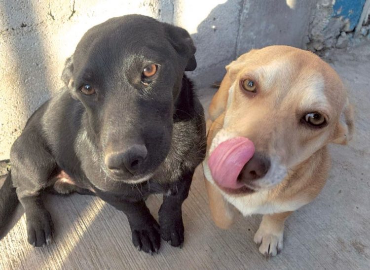 Rescatan 15 mascotas para dar en adopción