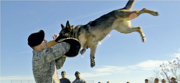 Más ataques de perros: anciana y niño gravemente heridos en El Paso