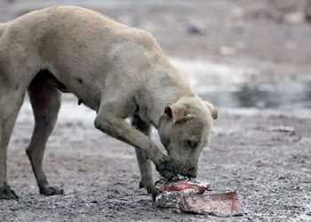 EN NUEVO LAREDO Aplican multas de hasta 19 mil pesos por maltrato animal