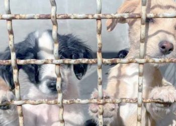 Prohíben reproducción y venta clandestina de mascotas en Tamaulipas