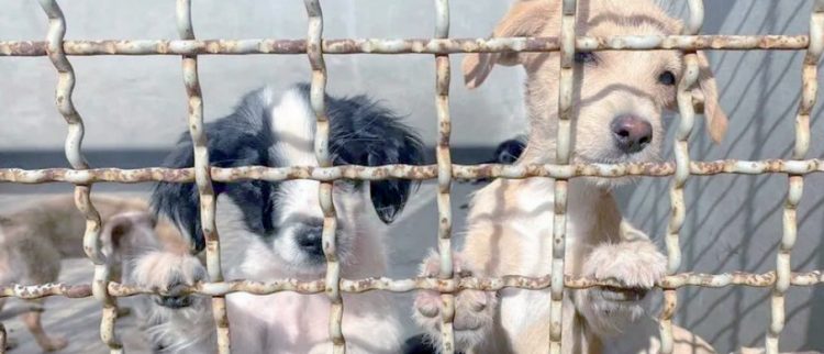 Prohíben reproducción y venta clandestina de mascotas en Tamaulipas