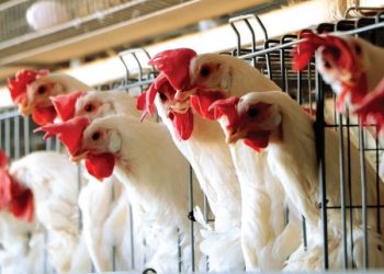 SENASICA CONFIRMA Reportan caso de gripe aviar en Tamaulipas