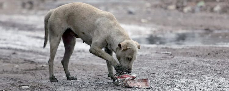 EN NUEVO LAREDO Aplican multas de hasta 19 mil pesos por maltrato animal