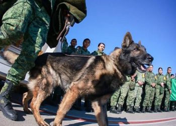 Misión cumplida, héroe: muere “Proteo”, perro rescatista de México en Turquía