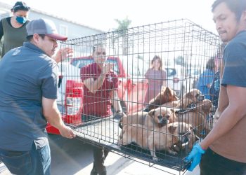 Inicia campaña gratuita de esterilización de perros y gatos