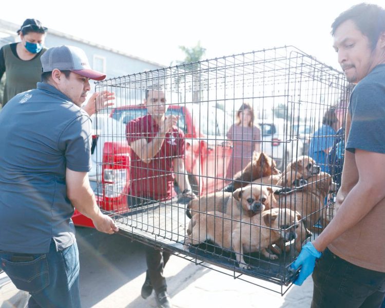 Inicia campaña gratuita de esterilización de perros y gatos