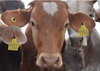 Dejan de  exportar Ganado mexicano