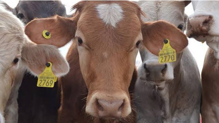 Dejan de  exportar Ganado mexicano