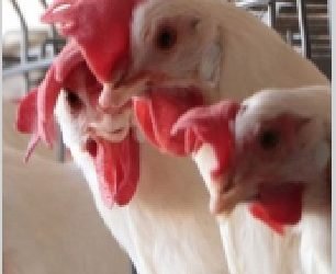 Reportan caso de gripe aviar en Tamaulipas