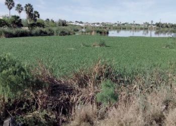 Lirio acuático invade El Laguito