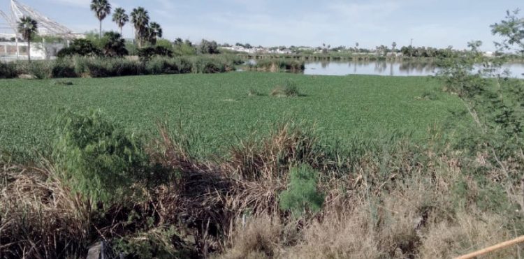 Lirio acuático invade El Laguito
