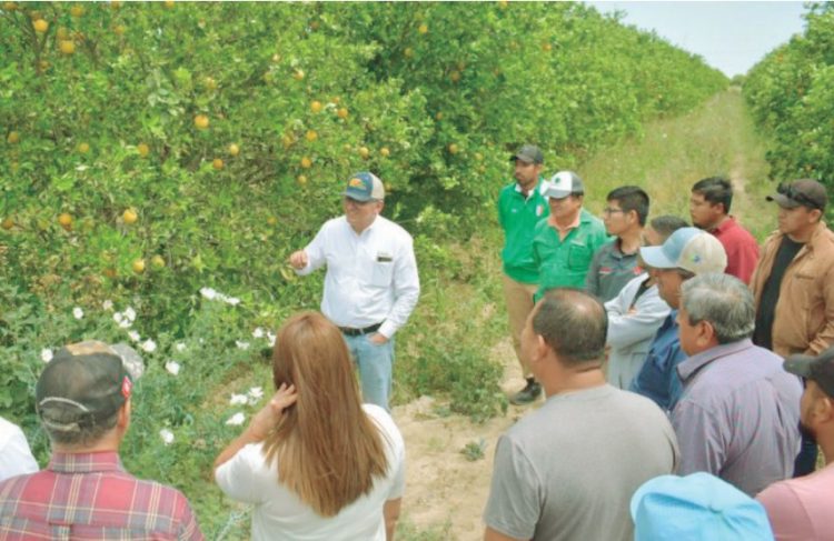 Capacitan a citricultores en combate a plagas