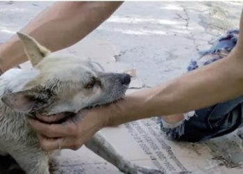 Sigue la matanza de perros en Victoria