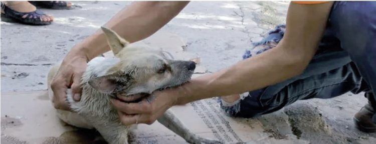 Sigue la matanza de perros en Victoria