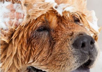 Previenen proliferación de pulgas y garrapatas