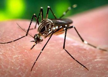 Confirman muerte por dengue en Tamaulipas