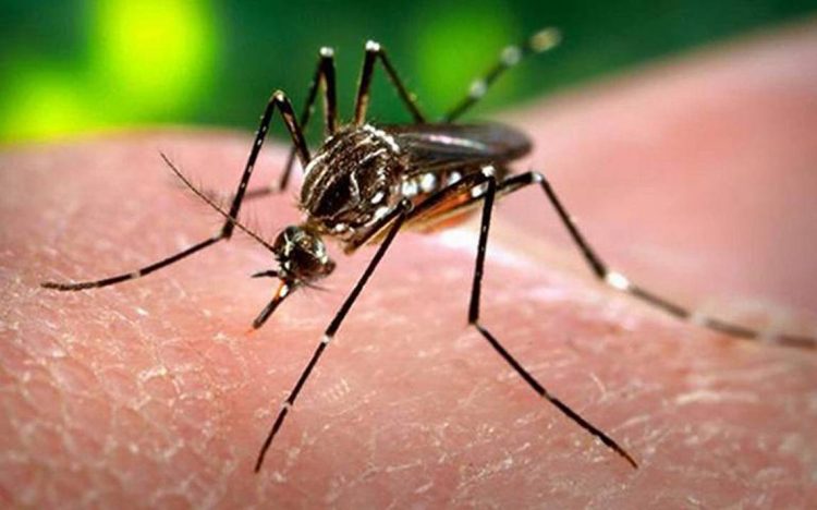 Confirman muerte por dengue en Tamaulipas
