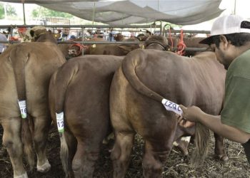 Ganaderos locales buscan llegar al mercado europeo y asiático