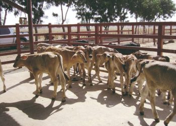 Cuarentenaria vacía tras veto de Estados Unidos a bovinos