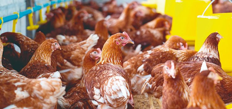 Reporta primer caso de influenza aviar en un mamífero