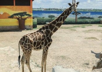 Zoológico permanecerá abierto en días Santos