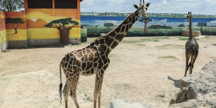 Zoológico permanecerá abierto en días Santos