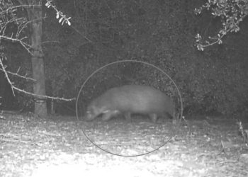 Captan a extraño animal en un parque de Texas