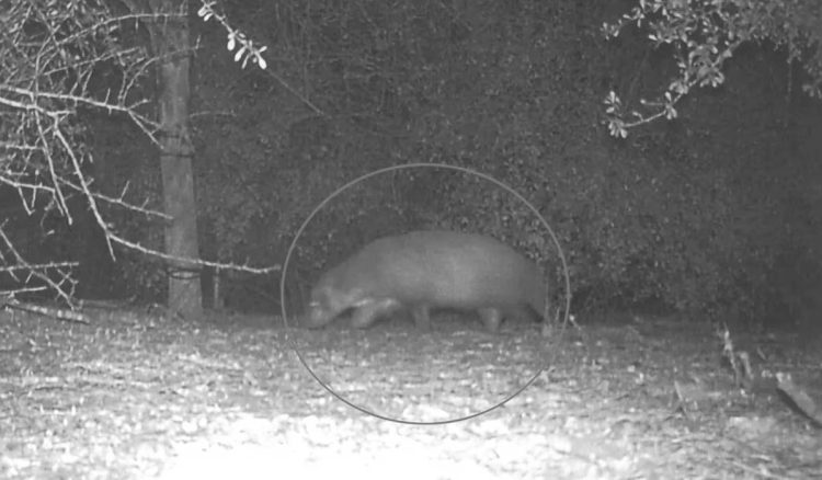 Captan a extraño animal en un parque de Texas