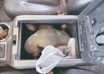 Traficaban gallos de pelea y aduanas los confisca y multa