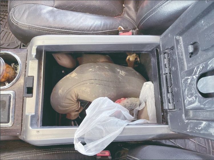 Traficaban gallos de pelea y aduanas los confisca y multa