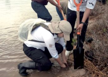 Reforestan literal costero con 8 mil plántulas de mangle