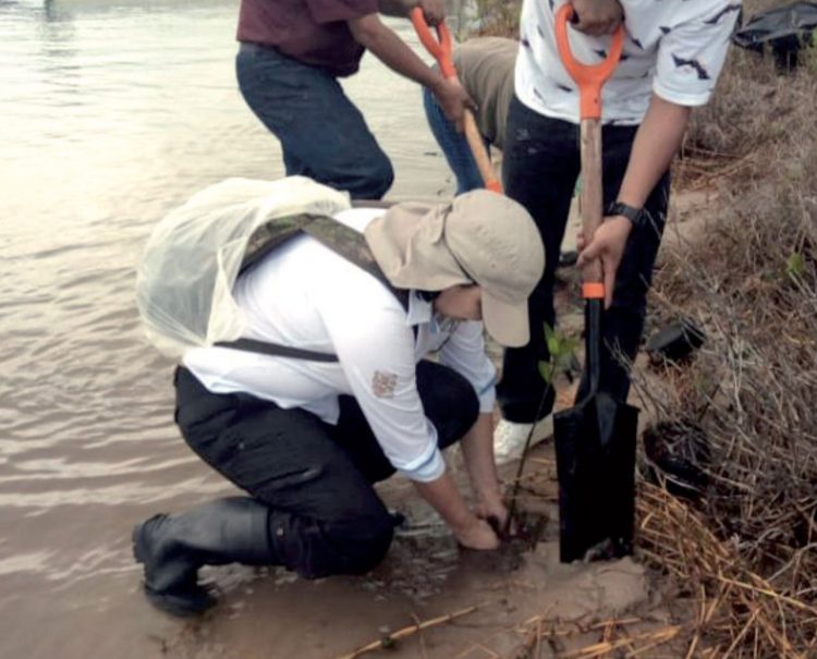 Reforestan literal costero con 8 mil plántulas de mangle
