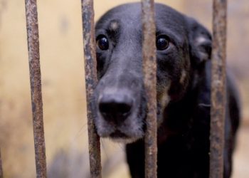 Arrestan a doce por crueldad animal