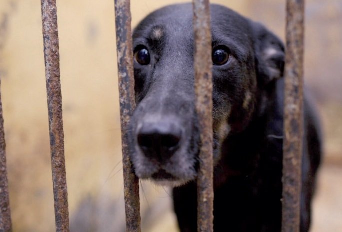 Arrestan a doce por crueldad animal