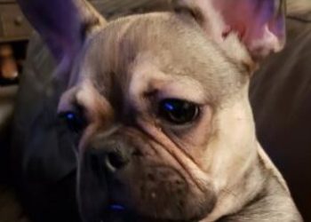 Contra la ley, abandonar o tirar mascotas en la calle