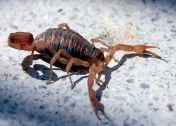 Alertan sobre picaduras de animales ponzoñosos