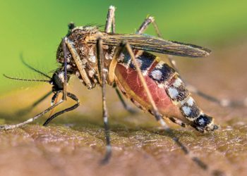 Reporta Secretaría de Salud 4 casos sospechoso de dengue